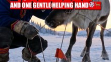 A Quiet Morning on the Ice… and One Gentle Helping Hand ❄️🦌