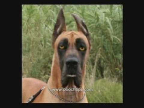 House And Leash Training Older Dog