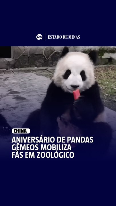 Aniversário de pandas-gigantes gêmeos mobiliza o público em zoológico
