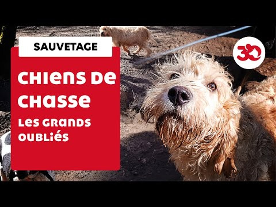 Découverte De 30 Chiens De Chasse Délaissés En Forêt | Sauvetage d'animaux