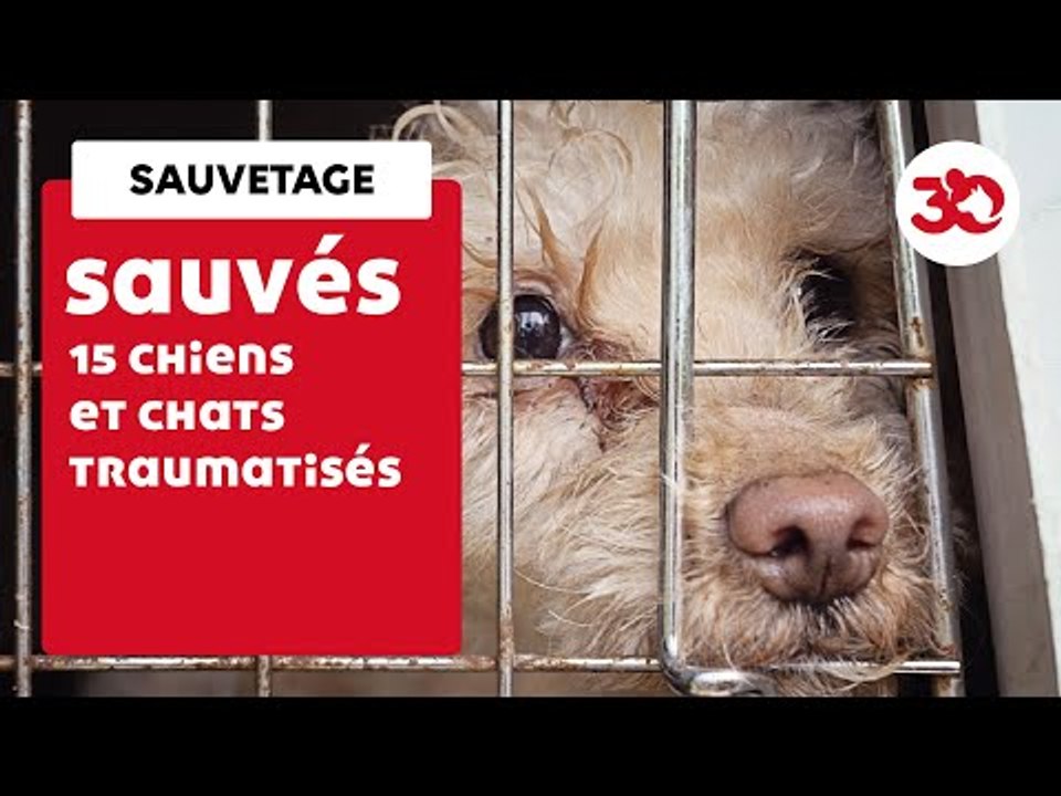 Une Quinzaine De Chiens Et Chats Traumatisés Sauvés Par La Fondation 30 Millions D’Amis | Sauvetage d'animaux