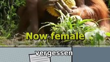 Ein Orang-Utan heuerte einen Auftragskiller an