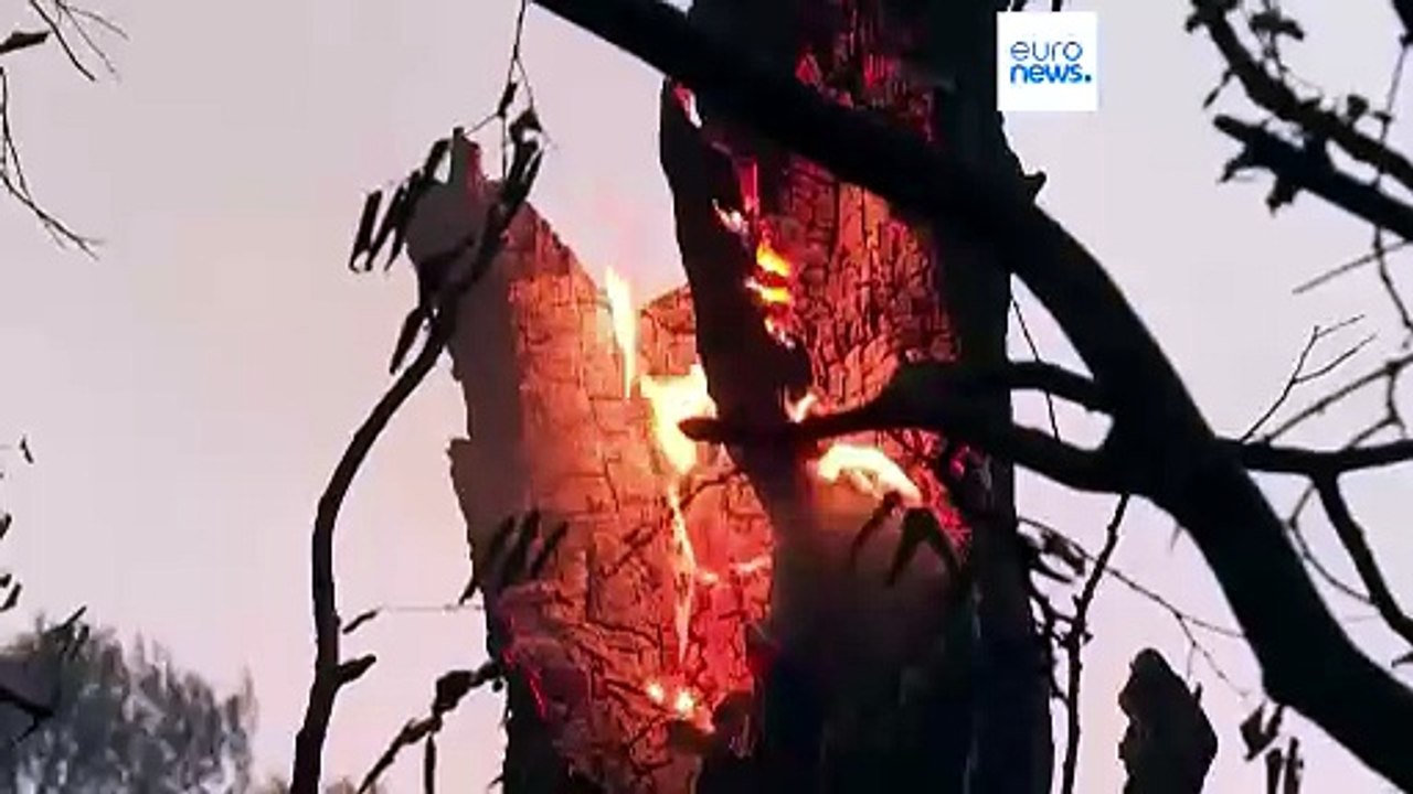 Wildfires in Europe: blazes continue to spread in France and Greece