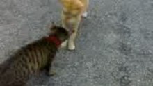 Road kittys
