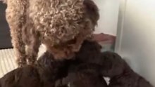 Lotti und Ayla hat jetzt alle Pfoten voll zu tun. 🤎 Denn ihre kleinen Persönlichkeiten möchten die Welt entdecken. #lagotto #lagottopuppy #lagottoromagnolo #welpenliebe  #hundeliebe