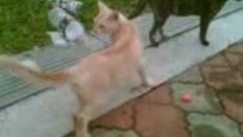 Twin cat 2.1