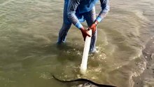 Snake catcher