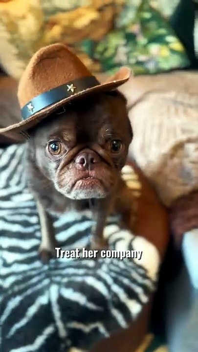 Pug kingdom bulletin