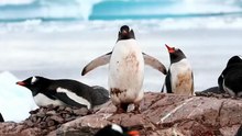 Penguin Gang Ice Burger