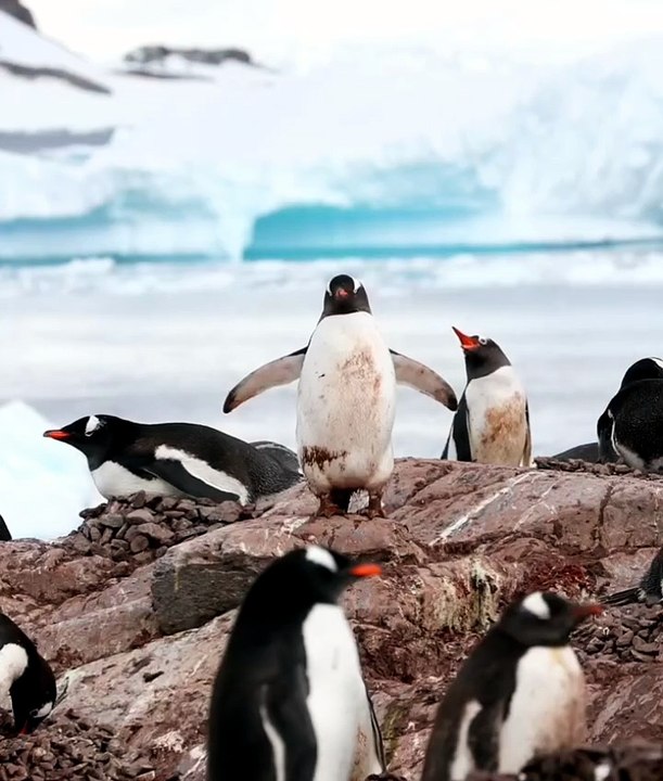 Penguin Gang Ice Burger