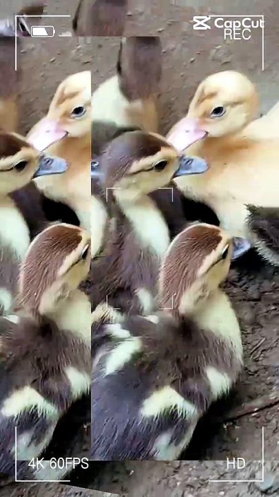 Backyard Duck breeding
