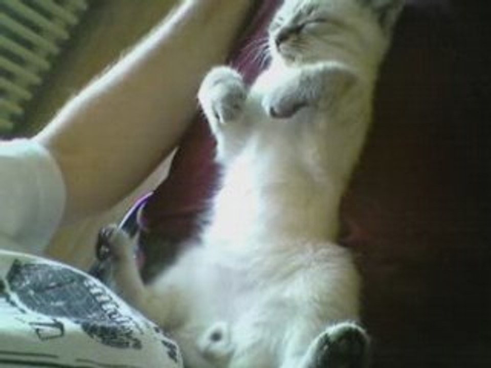 Simba dort2