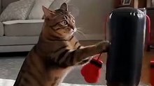 Portable Cat Boxing Toy — Interactive Punching Bag with Suction Cup Base for Kittens