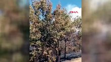 Susurluk’ta kontrol altına alınan orman yangını yeniden başladı