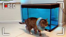 ¡gatito vs. robots!