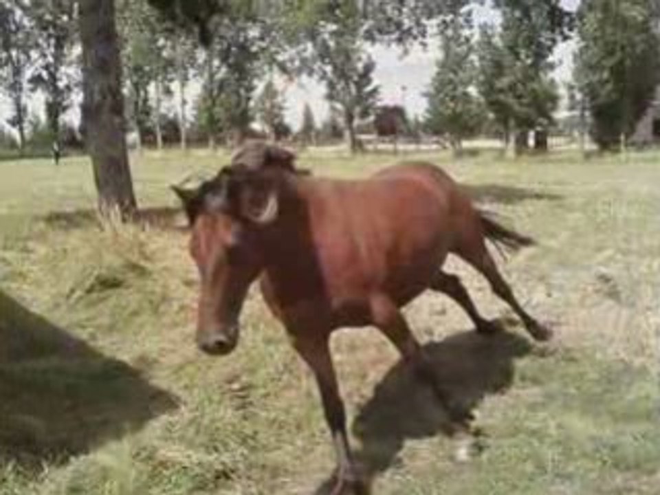 Kalou333_0001