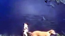 Fred, the dog, chooses not to list to its owner. The result is that it becomes a caiman's meal. 🔥
