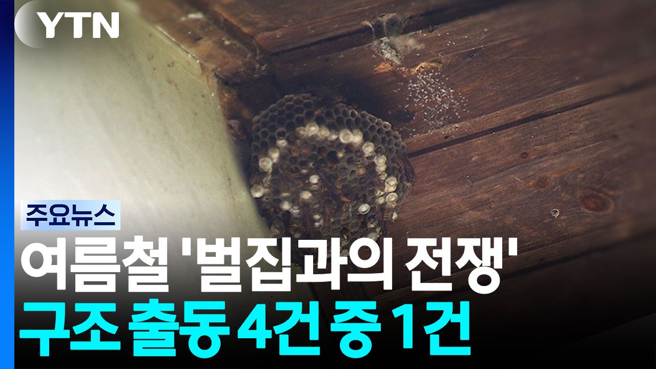 여름철 '벌집과의 전쟁'...구조 출동 4건 중 1건 / YTN