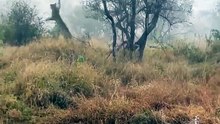 A leopard tries to catch a bird (a likely guineafowl) after it takes off 🔥