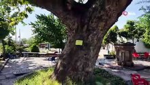 Osmaniye'de 260 yıllık çınar yaz sıcağında doğal klima oluyor