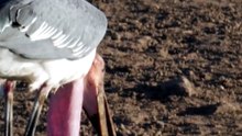 Tamanho é Documento?! Marabu x Águia-Pescadora 🦅