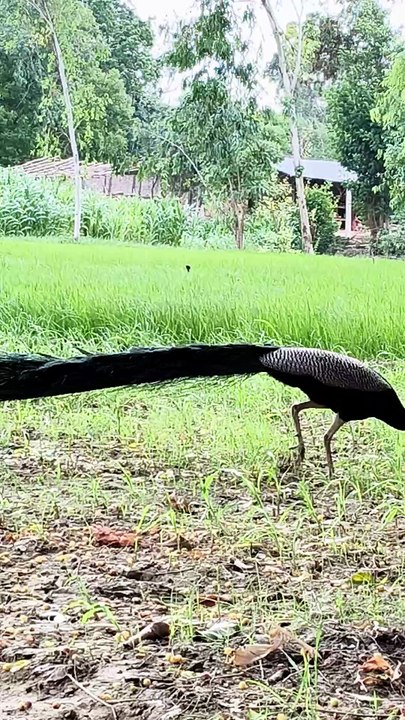peacock 🦚