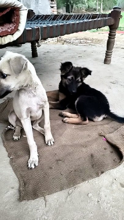 Indian puppies playing