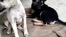 Indian puppies playing