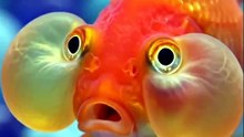 Bubble Eye Goldfish