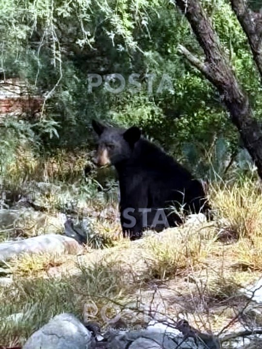 Avistamiento de oso en Salinas Victoria, NL; sorprende cerca de bodegas y vías del tren