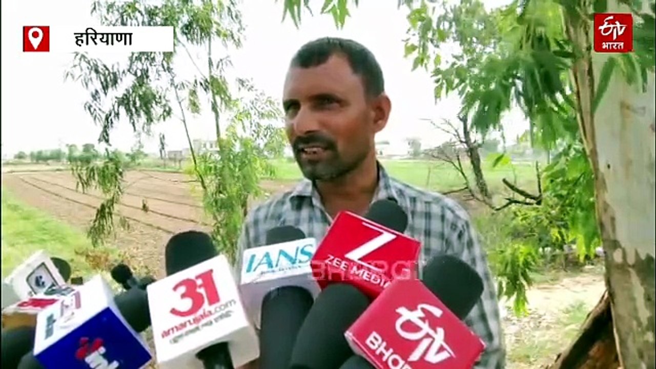 हांसी में मौसम की मार से किसान परेशान, कम बारिश से धान की फसल पर संकट, सूखने की कगार पर खेत