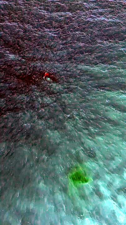 Nascimento de baleia-jubarte captado por drone na Austrália. "Raro"