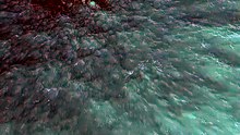 Nascimento de baleia-jubarte captado por drone na Austrália. "Raro"