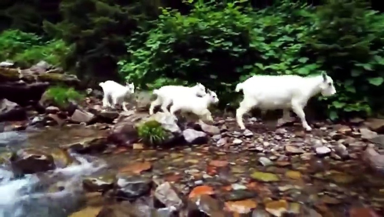 BEAR VS MOUNTAIN GOATS