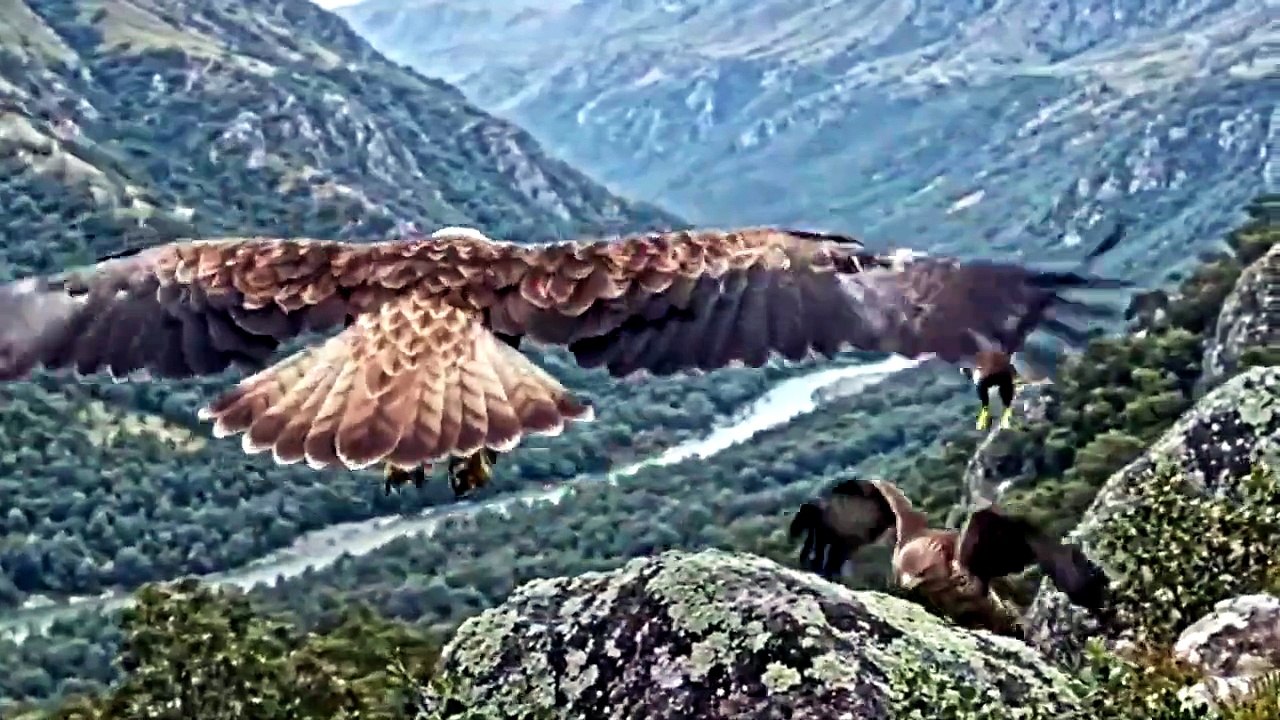 BEAUTIFUL BIRDS