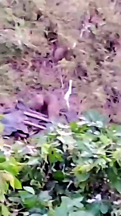 Filhotes de capivara