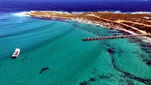 H5 bird flu testing underway for mass mortality of tern off Cape Jaffa