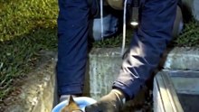 He Heard Tiny Cries in the Dark… Then Found This Little Fox🦊
