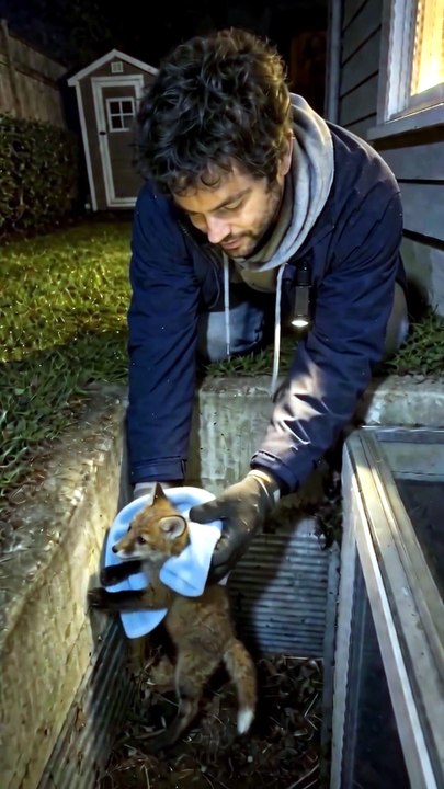 He Heard Tiny Cries in the Dark… Then Found This Little Fox🦊