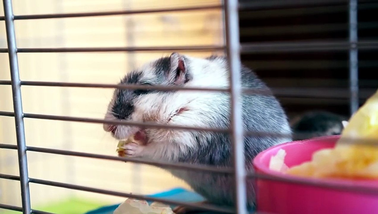 why is my hamster not drinking water