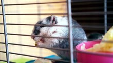 why is my hamster not drinking water