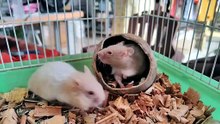 how old is my hamster