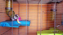 why hamsters fight each other