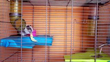 how to know if my hamster is sick