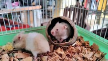 how to know if my hamster is a boy or girl