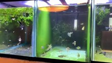 what guppy fry eat