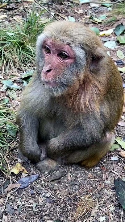 The most beautiful monkey moment