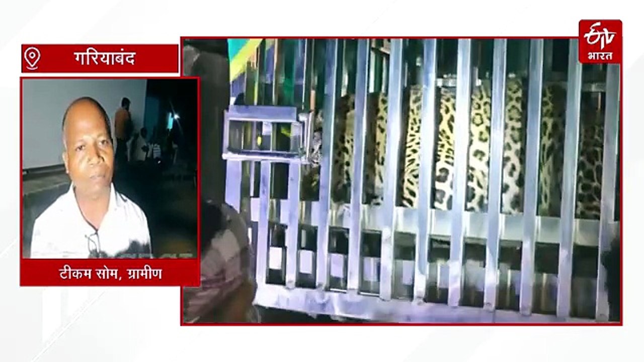 गरियाबंद में आतंकी तेंदुआ पिंजरे में कैद, तीन महीने से दहशत में थे ग्रामीण
