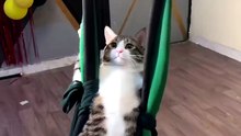 A Normal Day As A Cat Mom 😸😸😸