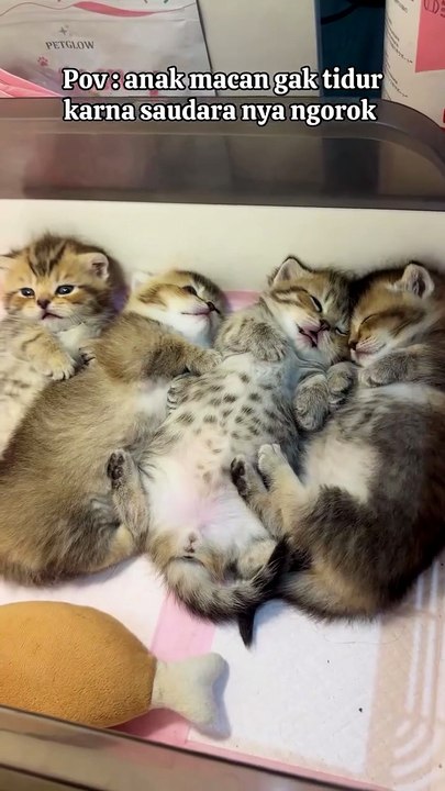 Time To Sleep. . 😸😸😸